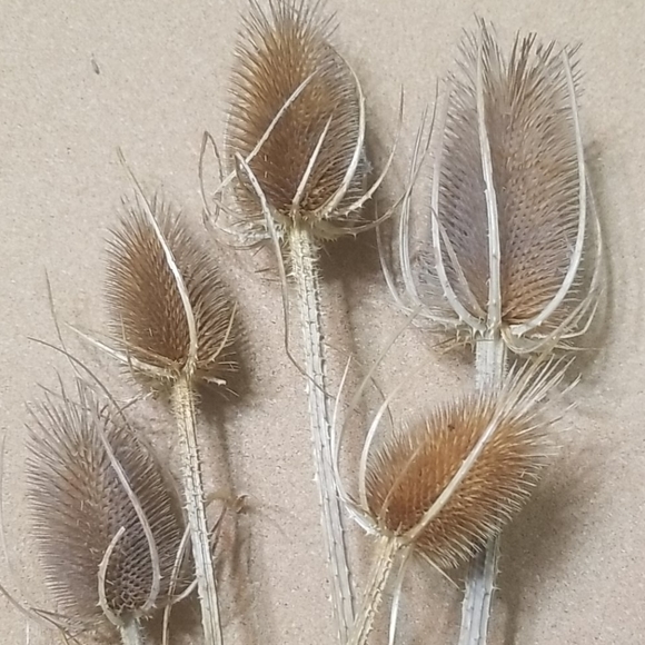 Other - Textured stems Other - Textured stems